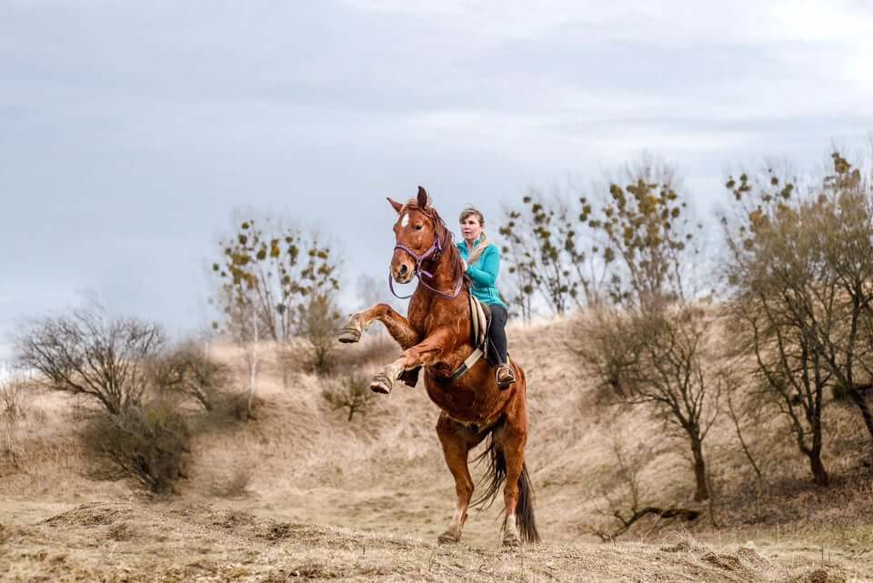 Катание на лошадях во Львове